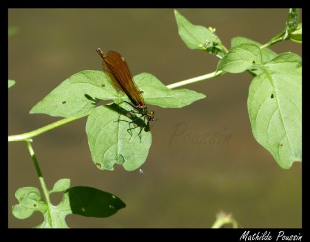 Caloptéryx vierge - Calopteryx virgo femelle